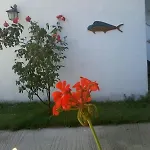 κωφός λιμήν Διαμέρισμα